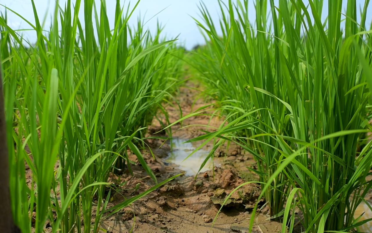 Projets sur la vallée de Kou